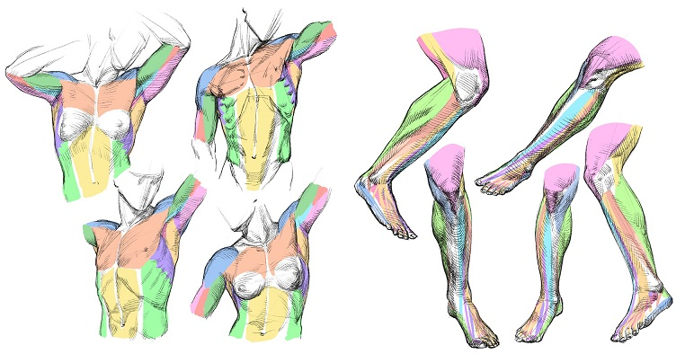 大人気☆ スケッチで学ぶ美術解剖学 - 通販 - mision-compresion.es